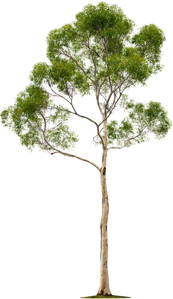 tree.jpg